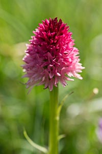 orchidée nigritelle