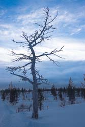 Laponie Finlande