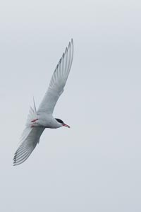 Islande Jokülsarlon