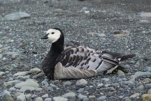 Islande Jokülsarlon