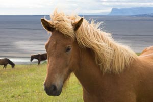 Islande Skaftafell