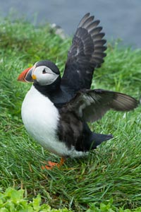 Islande macareux