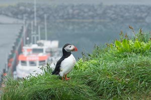 Islande macareux
