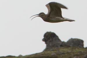 Islande trek fjords
