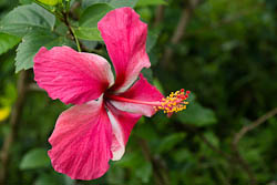 Vanuatu - Ambrym - Marum - hibiscus