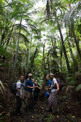 Vanuatu - Ambrym - Marum - jungle