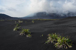 Vanuatu - Ambrym - Marum - orchidee