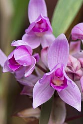 Vanuatu - Ambrym - Marum