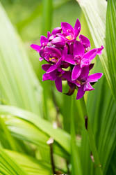 Vanuatu - Gaua - Orchidée