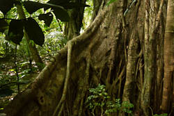 Vanuatu - Tanna - Yasur - banyan